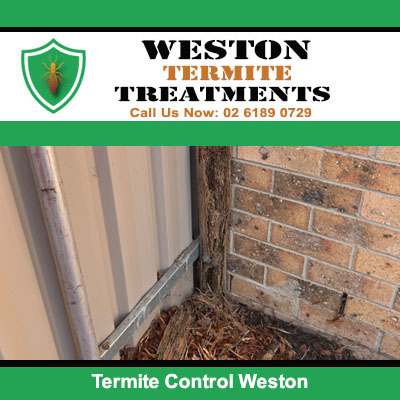 Termite control needed for damaged door frame and wall corner in Weston
