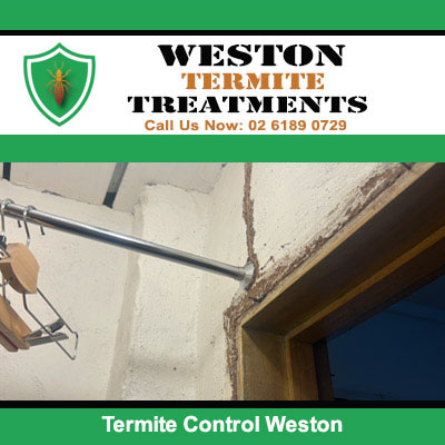 Technician applying termite control treatment to ceiling corner and wall junction in Weston