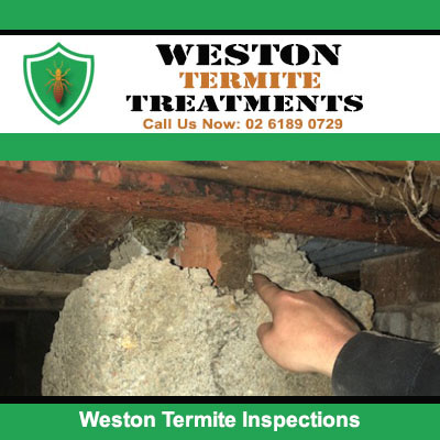 Inspector examining termite nest in roof cavity during termite inspection in Weston