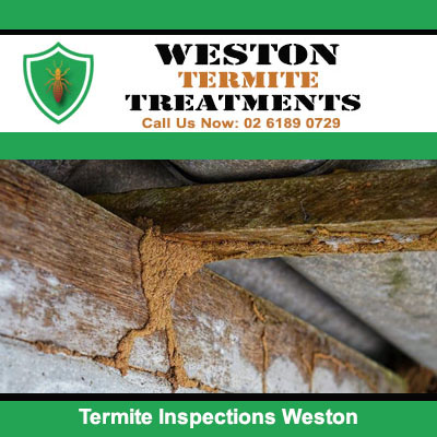Termite inspection of mud tubes on wooden beam and concrete foundation in Weston