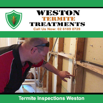 Inspector examining termite damage in exposed wall frame in Weston